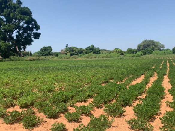 Lot de 13 parcelles de 200m2 à Yenn Sérère