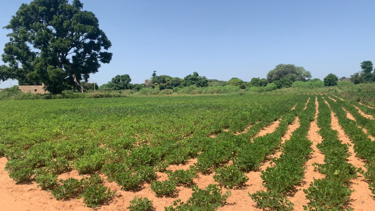 Lot de 13 parcelles de 200m2 à Yenn Sérère